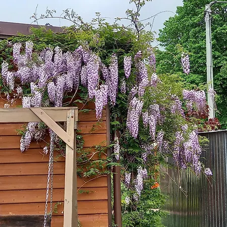 Muszelka אכסניה