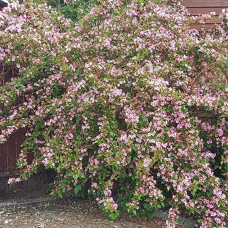 אכסניה Muszelka