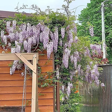 Chata Muszelka Stegna (Pomerania)
