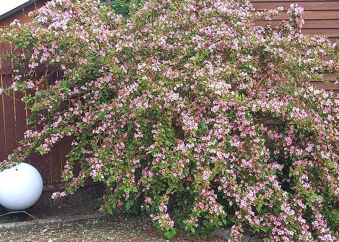 Gerendaház Muszelka